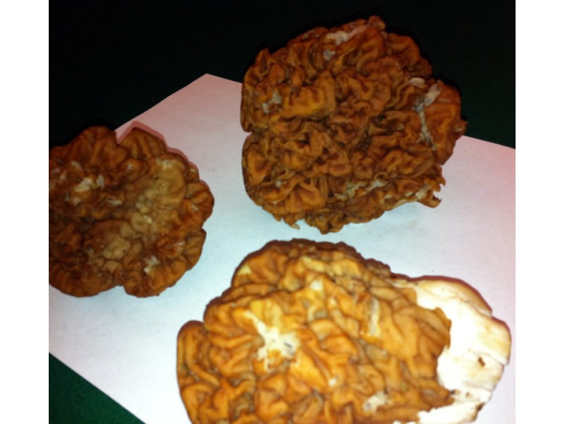 Hunting Season Opens For Missouri Mushrooms Fenton, MO Patch