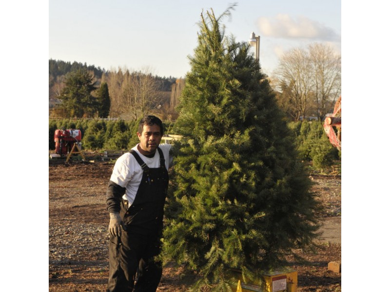 holiday guide where to cut your own christmas tree patch holiday guide where to cut your own christmas tree patch