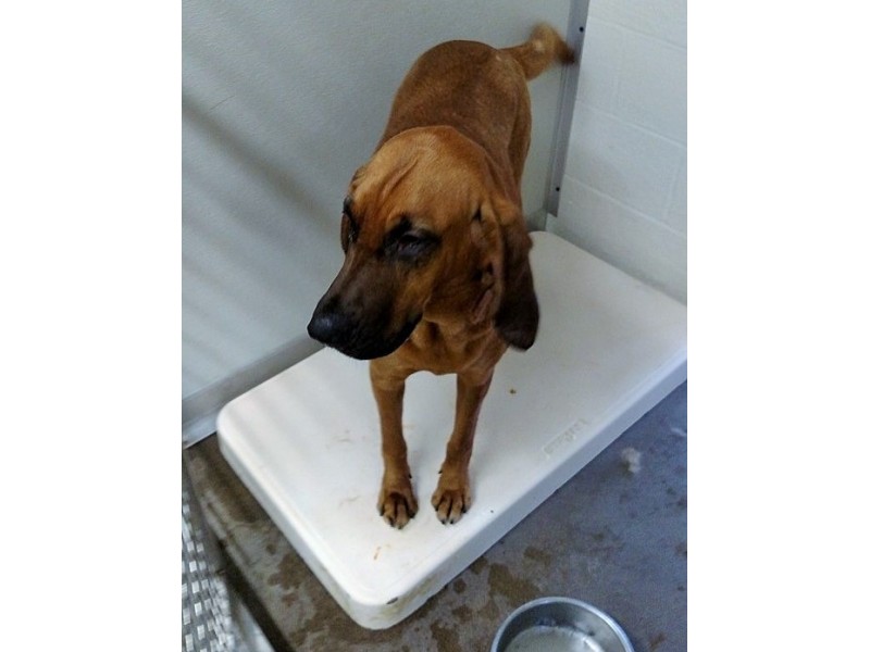 Unclaimed Bloodhound Available for Adoption in Vernon Patch