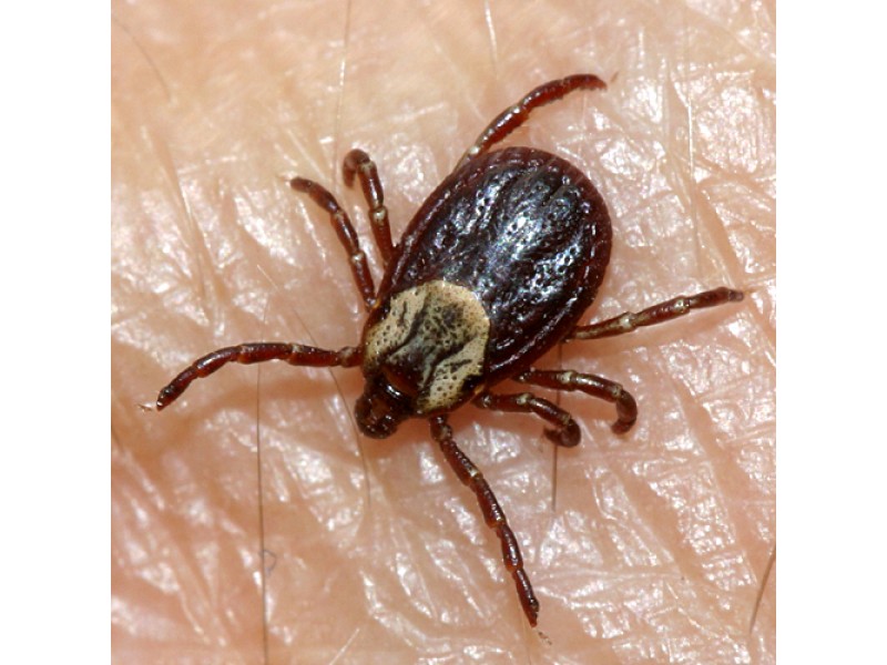 San Mateo County CA TickBorne Disease and Tick Safety in San Mateo County San Bruno, CA Patch
