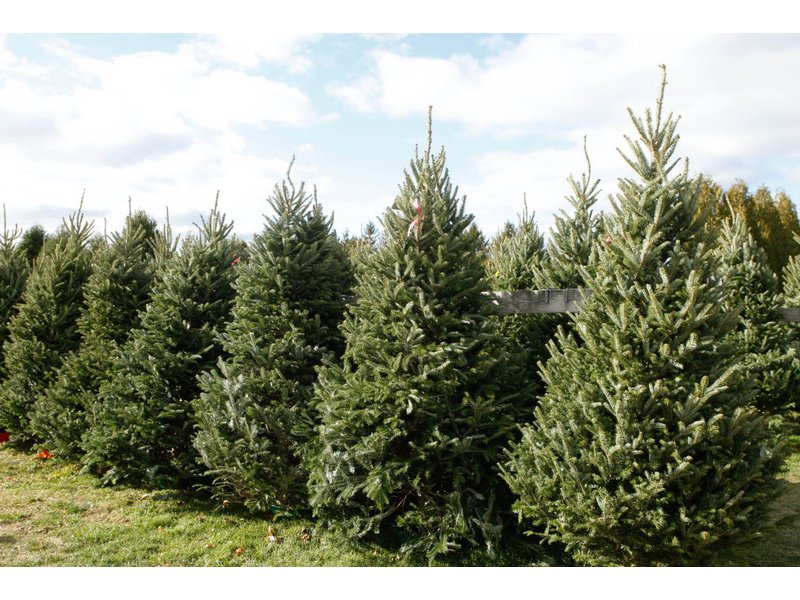 get your christmas tree locally forsyth christmas tree get your christmas tree locally forsyth christmas tree
