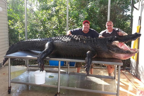 765-Pound Monster Gator Bagged in Florida