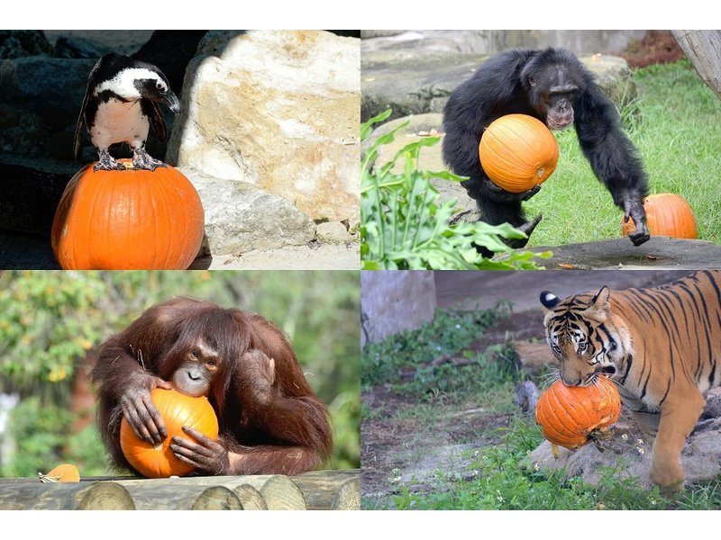 Zoo Animals Celebrate Halloween, Too | Patch