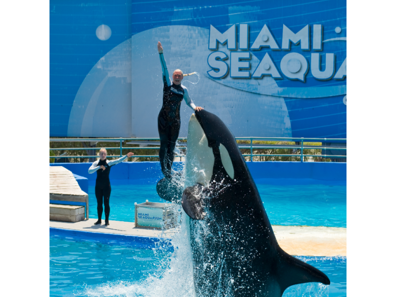 Miami's Lolita Named to Endangered Species List | Sarasota, FL Patch Miami's Lolita Named to Endangered Species List | Sarasota, FL Patch