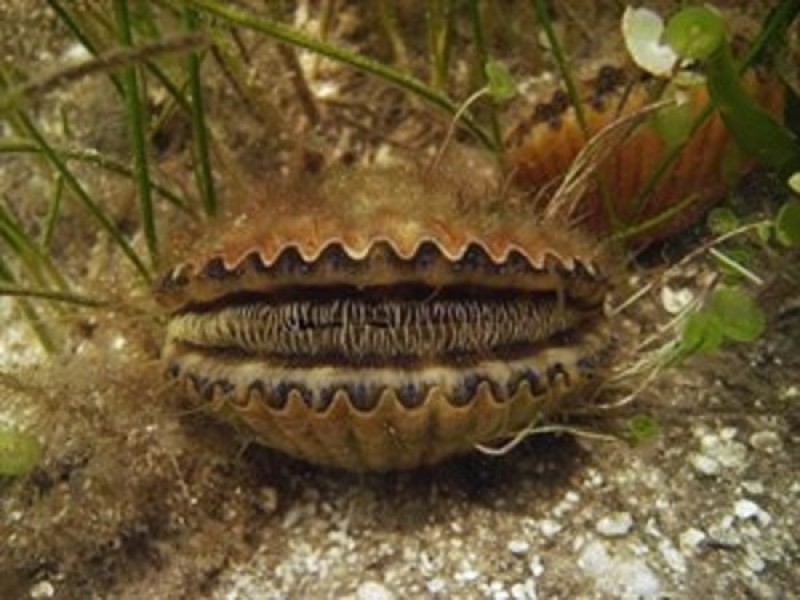 Bay Scallop Season Opens Saturday Land O' Lakes, FL Patch