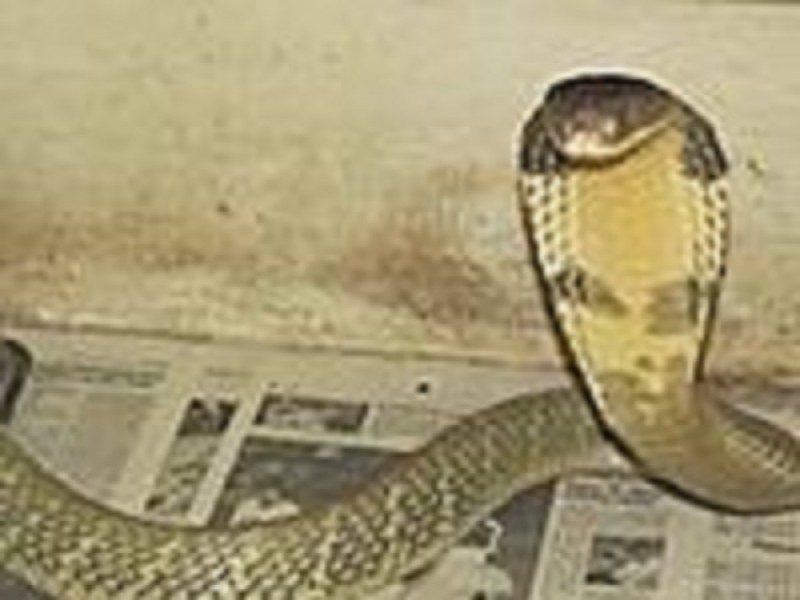 Deadly 8 Foot King Cobra On The Loose In Florida Brandon Fl Patch