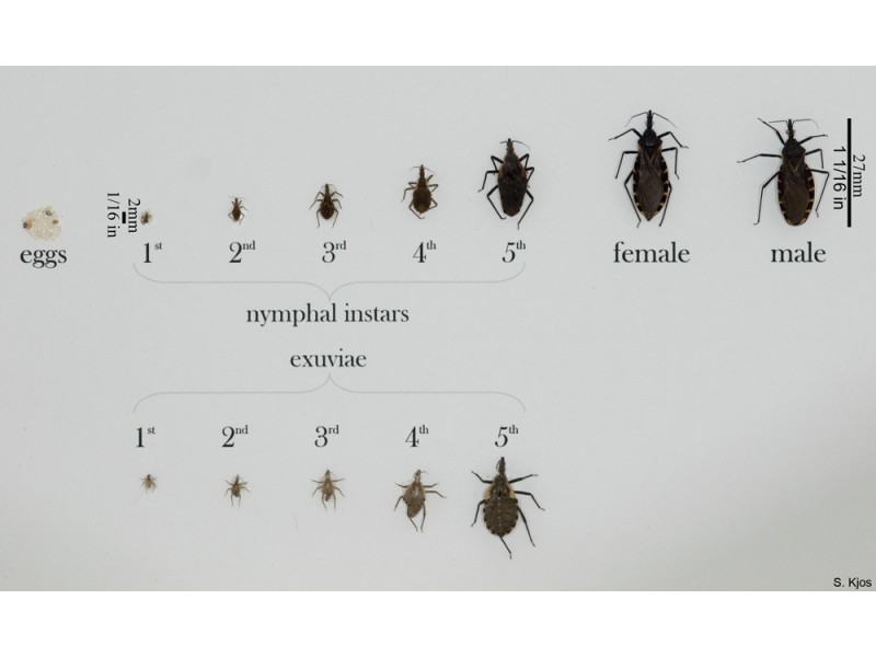 6 Facts About Florida's 'Deadly Kissing Bugs' Land O' Lakes, FL Patch