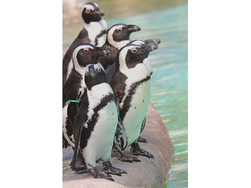 Lowry Park Zoo's African Penguins Getting Upgraded Digs