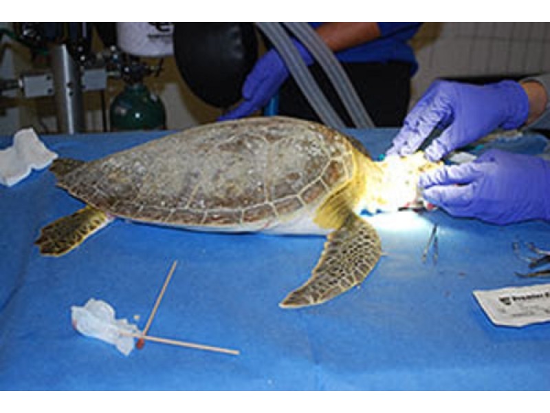 ColdStunned Sea Turtles Still Flooding Into Aquarium Clearwater, FL