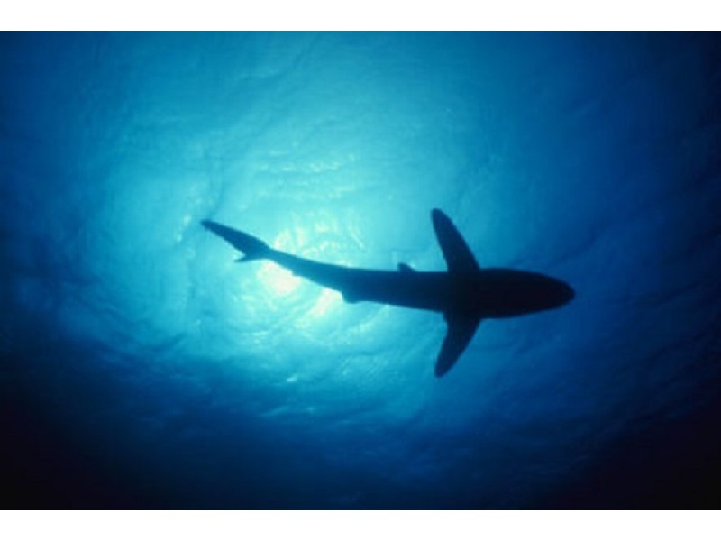 2 Weekend Shark Attacks Reported In Florida Clearwater, FL Patch