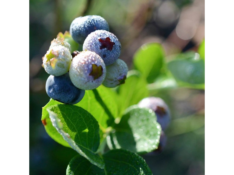The Blueberry Patch St Pete
