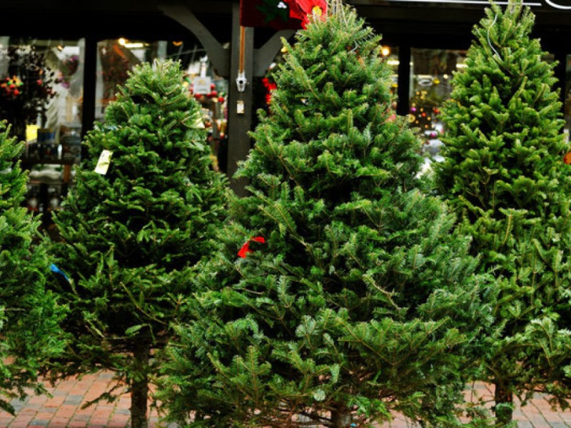 where to buy christmas trees in waltham patch where to buy christmas trees in waltham patch