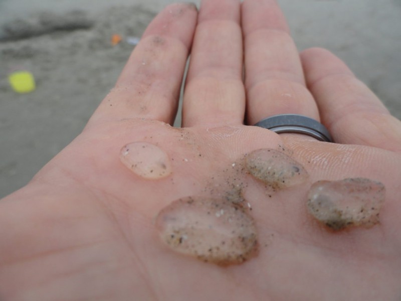 Nope, Those Things in the Ocean Weren't Jellyfish Eggs Brick, NJ Patch