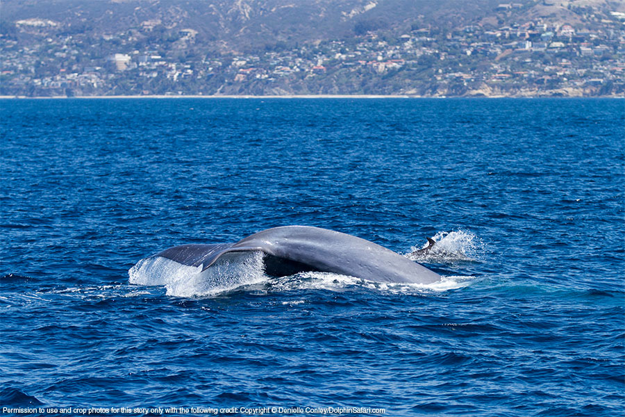 Blue Dolphin Dana Point 68