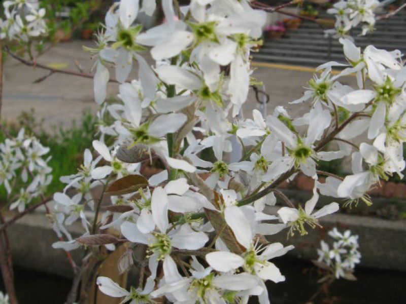 Native Trees And Shrubs For Connecticut Gardens