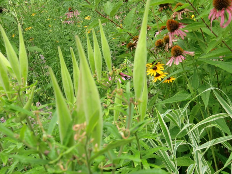 Native Perennials For Connecticut Gardens Patch