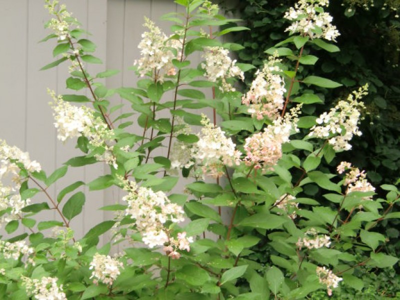 how and when to prune hydrangeas montville ct patch how and when to prune hydrangeas montville ct patch