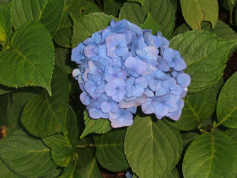 how to prune hydrangeas groton ct patch how to prune hydrangeas groton ct patch