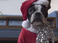 Stressed During the Holidays? Here's a Boston Terrier in a Santa Suit Riding a Roomba