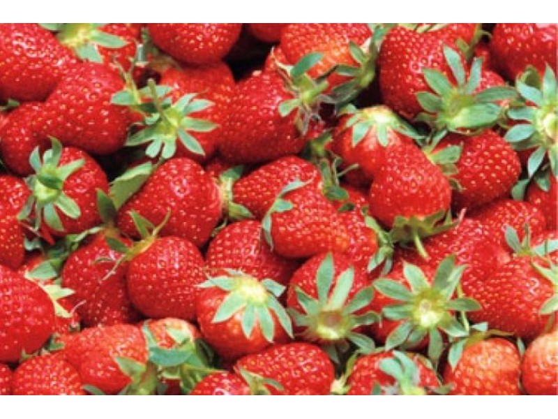 Strawberry Picking Season Opens This Weekend Local Farms Near Acton