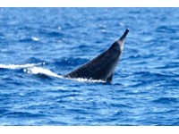 Rare Beaked Whale Washes Up at Plymouth Beach