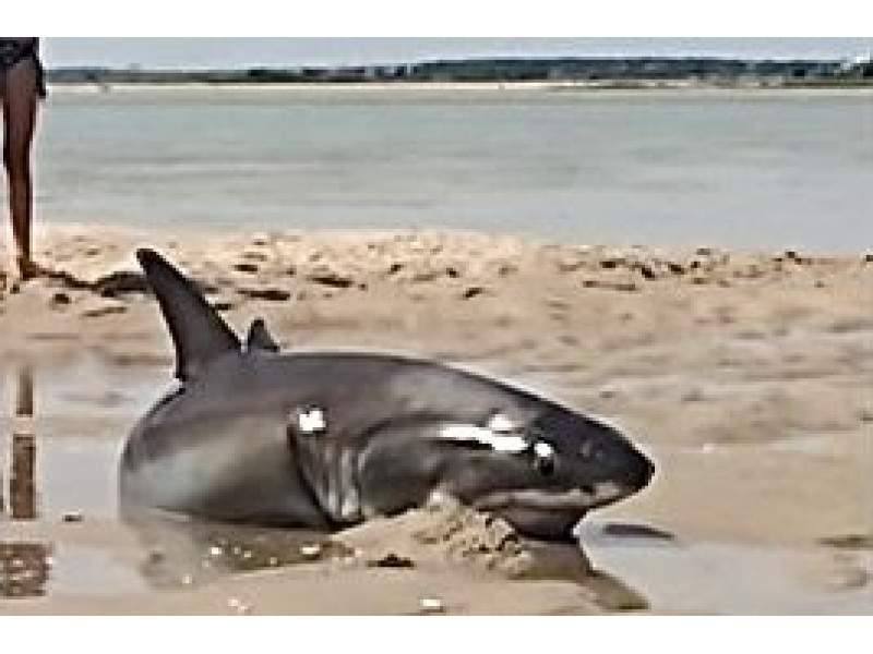 Footage Shows Daring Great White Shark Rescue on Cape Cod Falmouth