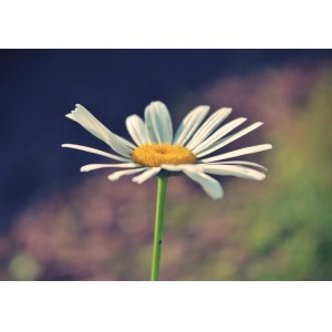 50 Degrees in Nashua This Weekend; 30 Days Until Spring