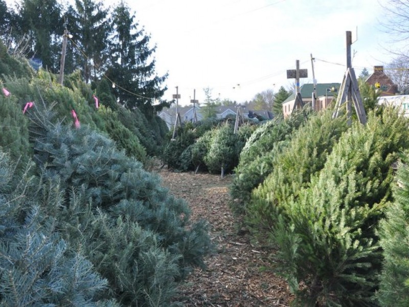 28 best plymouth christmas trees plymouth christmas 28 best plymouth christmas trees plymouth christmas