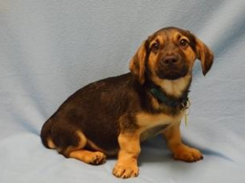 wisconsin humane society dogs dogs to adopt at ozaukee humane society port washington wi patch wisconsin humane society dogs dogs to adopt at ozaukee humane society port washington wi patch