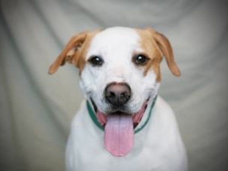 Dogs to Adopt at Ozaukee Humane Society Port Washington, WI Patch