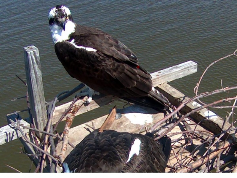 Chesapeake Conservancy Launches Osprey Cam Edgewater, MD Patch