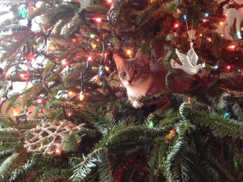 28 best cats and real christmas trees real christmas 28 best cats and real christmas trees real christmas