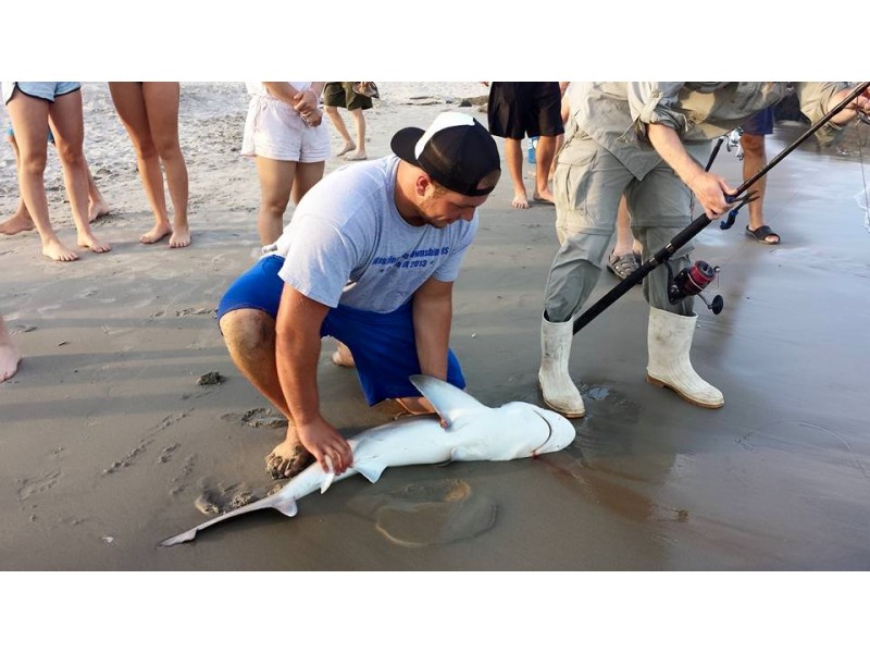 Sharks Caught At Ocean City Beach Ocean City, NJ Patch