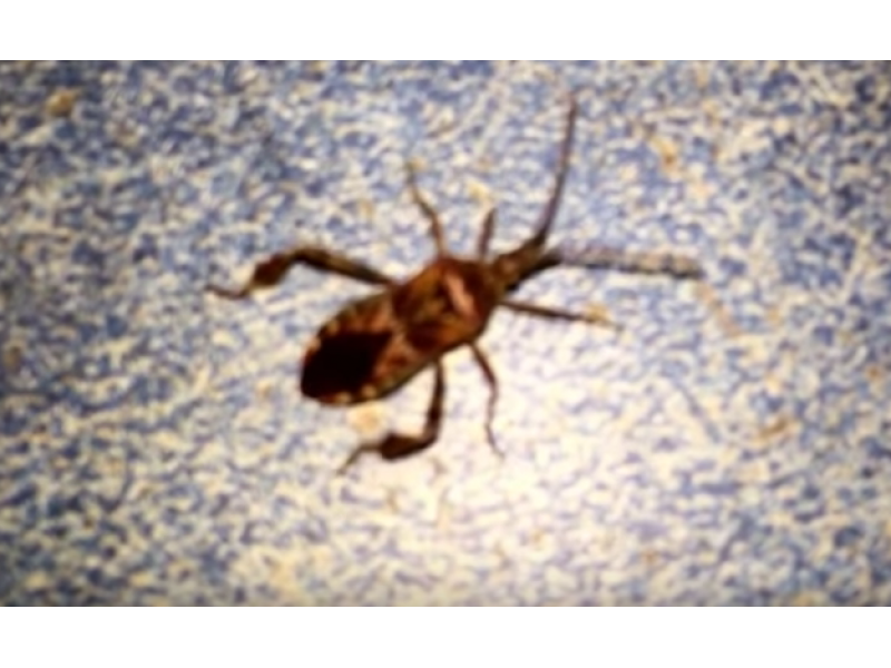 WATCH This Is What A Deadly 'Kissing Bug' Looks Like Newtown, PA Patch