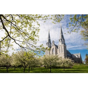 Villanova Championship Celebrations: Horse Assault, Fires, Minor Injuries, Police Say