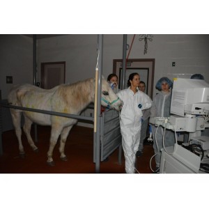 Jon Stewart Adopts PA Horse Abused With Paintballs