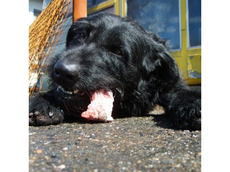 10 Foods Not to Feed Your Dog This Thanksgiving Patch