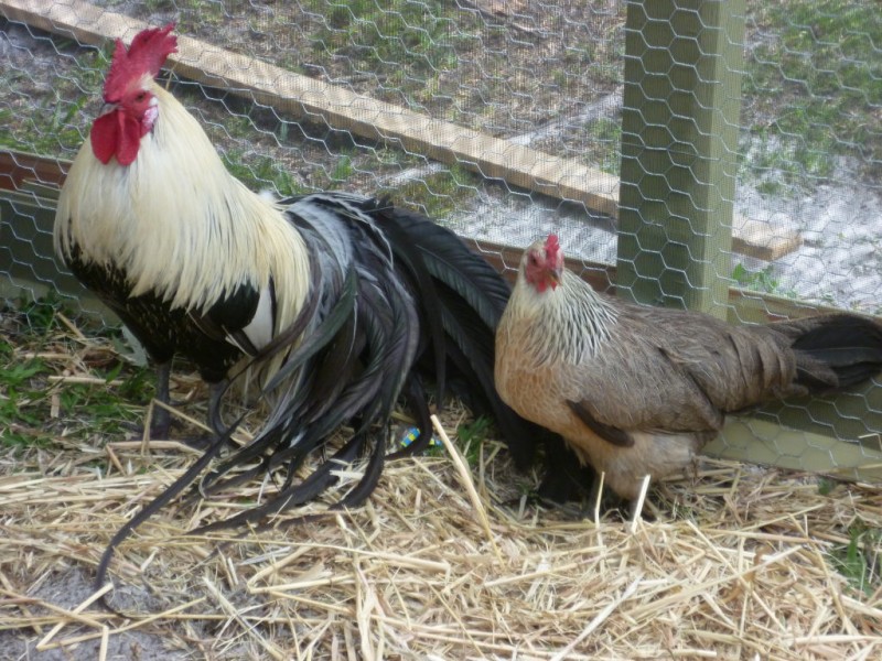 ... Pasco County Allow Backyard Chicken Coops? - Land O' Lakes, FL Patch