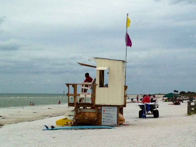 Dangerous Marine Life In Florida