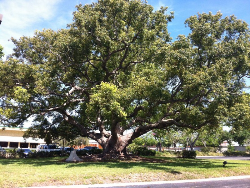 Champion Camphor Grows in Clearwater Palm Harbor, FL Patch