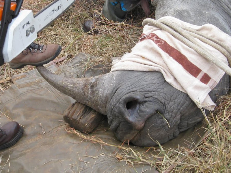 Chinese Businessman Smuggled Illegal Rhino Horns Worth Millions ... Chinese Businessman Smuggled Illegal Rhino Horns Worth Millions ...