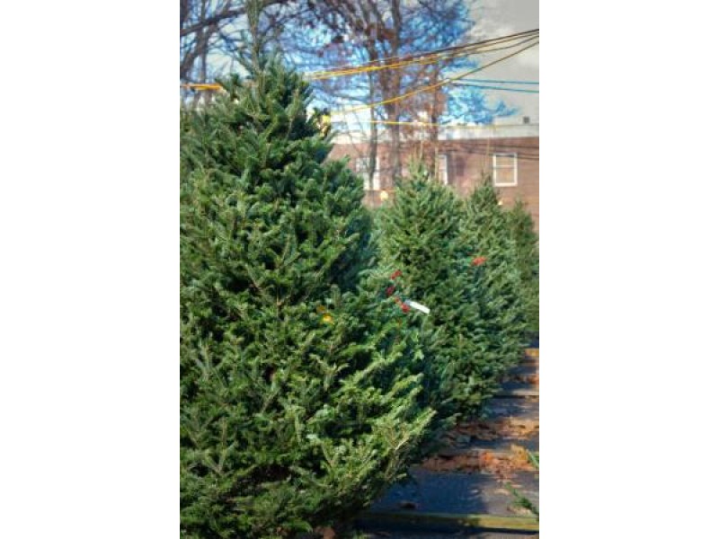 ridgewood y to begin selling christmas trees friday patch ridgewood y to begin selling christmas trees friday patch