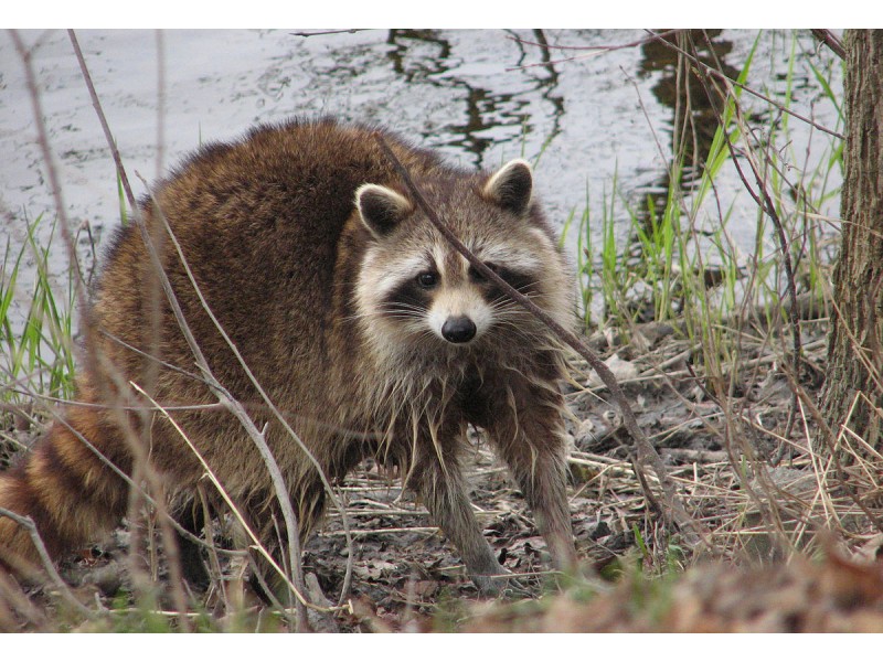 PHOTO 6YearOld Raccoon Victim Hangs Out With Man Who&hellip;
