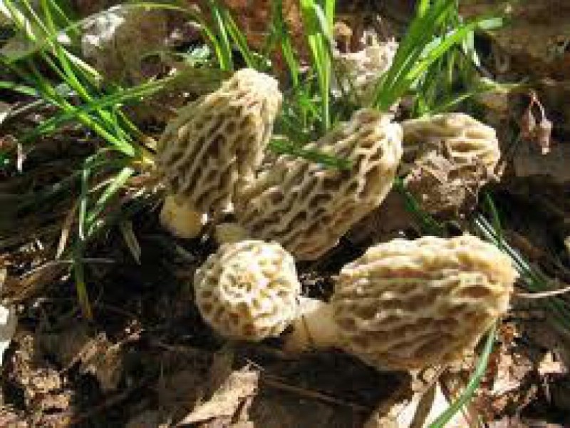 Mushroom Hunting for Magical Morels Middletown, NJ Patch