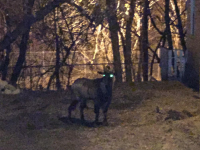 Tewksbury Goat Escapes from Slaughterhouse, Continues to Elude Capture