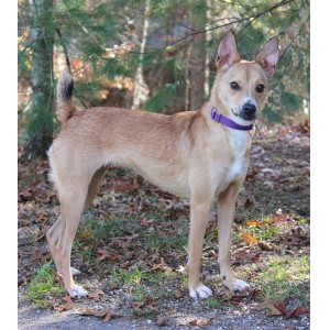 Happy Ending As Lost Dog, Recently Adopted, Is Found Safe