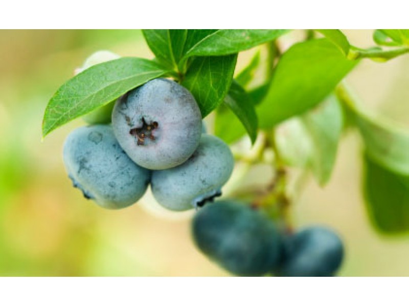 Where Can You Pick Your Own Blueberries Near Chelmsford ...