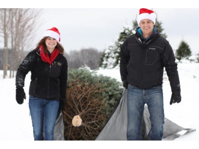 map where can you cut down your own christmas tree near map where can you cut down your own christmas tree near