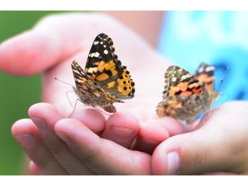 Memorial Butterfly Release Patch