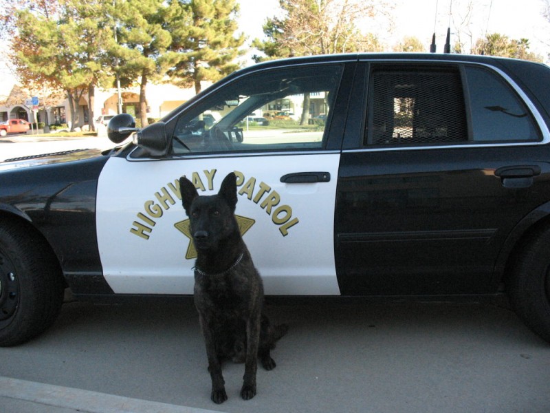 CHP K9 Ranger Back at Work After Shooting Banning, CA Patch
